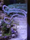 [TodoMarino.com] Puesta de cerithium?