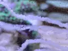 [TodoMarino.com] Puesta de cerithium?