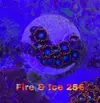 [TodoMarino.com] VENTA SPS, LPS Y ZOOS - MADRID