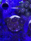 [TodoMarino.com] VENTA SPS, LPS Y ZOOS - MADRID