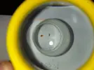 [TodoMarino.com] Red Bugs?