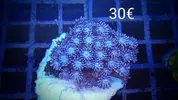 [TodoMarino.com] Vendo lobophyllias por falta de espacio - Valencia