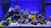 [TodoMarino.com] Vendo Reef - Madrid