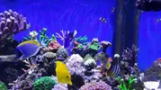[TodoMarino.com] Vendo Reef - Madrid