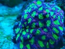 [TodoMarino.com] ReefPaul 2024
