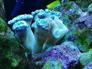 [TodoMarino.com] Ventino's reef