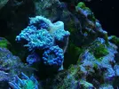 [TodoMarino.com] Ventino's reef