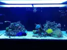 [TodoMarino.com] Ventino's reef