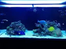 [TodoMarino.com] Ventino's reef