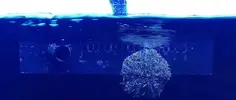 [TodoMarino.com] Ventino's reef