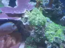[TodoMarino.com] Ricordea verde fluorescente - Madrid