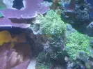 [TodoMarino.com] Ricordea verde fluorescente - Madrid