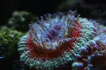 [TodoMarino.com] Caleta reef