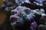 [TodoMarino.com] Caleta reef