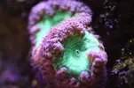 [TodoMarino.com] Caleta reef