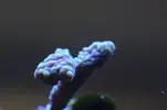 [TodoMarino.com] Caleta reef