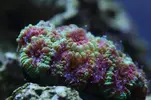 [TodoMarino.com] Caleta reef