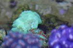 [TodoMarino.com] Caleta reef