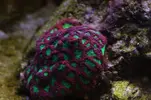 [TodoMarino.com] Caleta reef