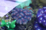 [TodoMarino.com] Caleta reef