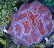 [TodoMarino.com] Caleta reef
