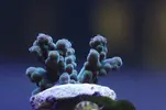 [TodoMarino.com] Caleta reef