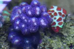 [TodoMarino.com] Caleta reef