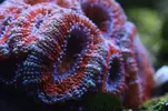 [TodoMarino.com] Caleta reef
