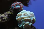[TodoMarino.com] Caleta reef