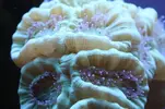 [TodoMarino.com] Caleta reef
