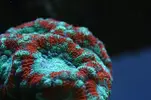 [TodoMarino.com] Caleta reef