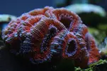 [TodoMarino.com] Caleta reef