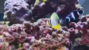 [TodoMarino.com] Pisito Reef. Poco a poco, ahora sí