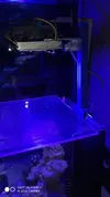 [TodoMarino.com] Led pico marino 8lt