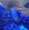 [TodoMarino.com] Pisito Reef. Poco a poco, ahora sí