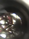 [TodoMarino.com] Identificacion alga roja (tipo estropajo)