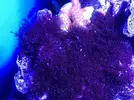 [TodoMarino.com] Identificacion alga roja (tipo estropajo)