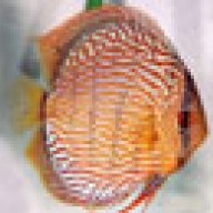 cardiru