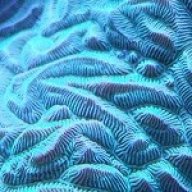 reefkeeper