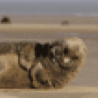 elyoyo