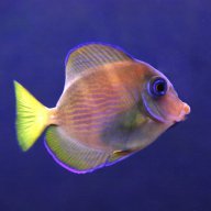 Ricky Catalá Alberola