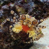 Lima Scabra