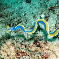 rainbowcoral_bigpapa123