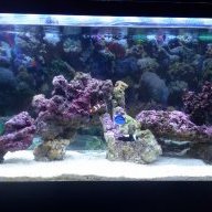 paracanthus88