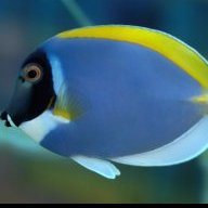 CousteauOcean