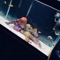Javiclownfish