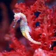 Dizzy_Reef