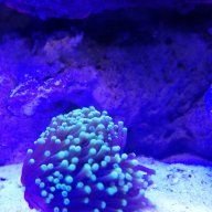 reef_life