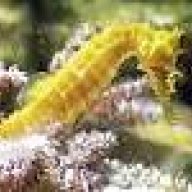 zoanthus