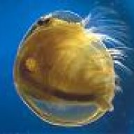conchostraca